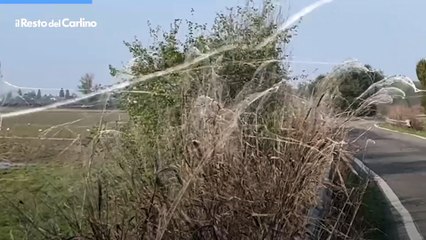 Ragnatele giganti nei campi del Reggiano, video