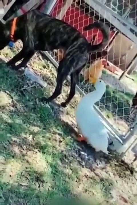 Funniest Cats and Dogs  - Funny Animal Videos #9