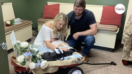 Ils organisent leur mariage chez le vétérinaire pour que leur chien âgé puisse y assister