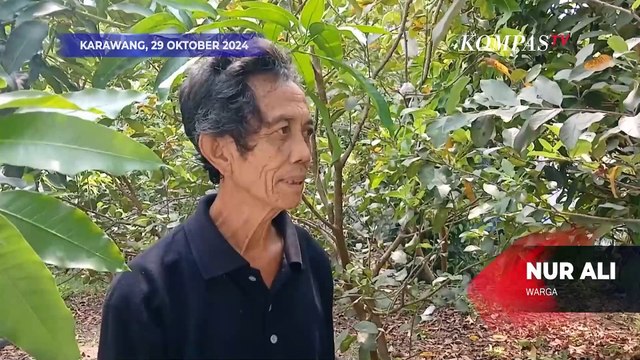 Akibat Serbuan Tikus di Karawang, Warga: Tanaman Saya Kena Dampaknya