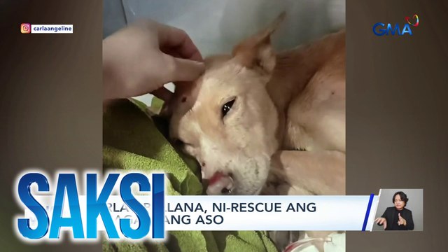 Saksi: (Part 3) Carla Abellana, the dog rescuer; Spooky transformation ng isang ancestral house