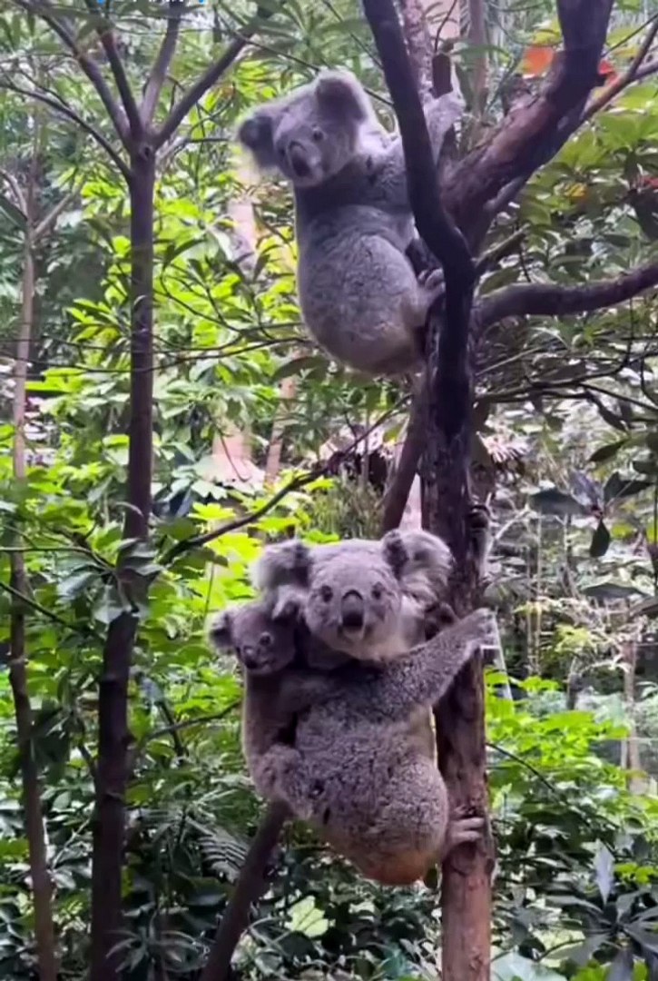 ⁣Funniest animals | cute animals