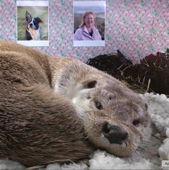 An Otter Love Story -Billy & Molly- National Geographic