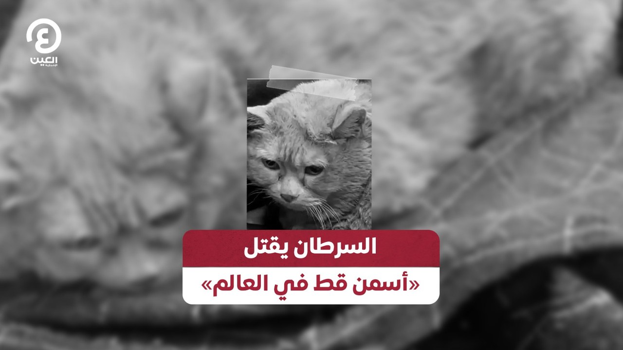 السرطان يقتل «أسمن قط في العالم»