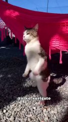 Gato "atípico" de Joinville soma milhões de visualizações e tem fãs dos EUA à Tailândia