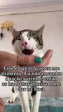 Gato atípico de Joinville soma milhões de visualizações e tem fãs dos EUA à Tailândia