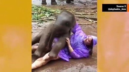 Suloinen video: vauvaelefantti leikkii kuin lemmikkikoira