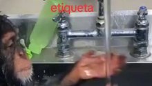 Funny videos 