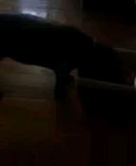 millie looking in basket