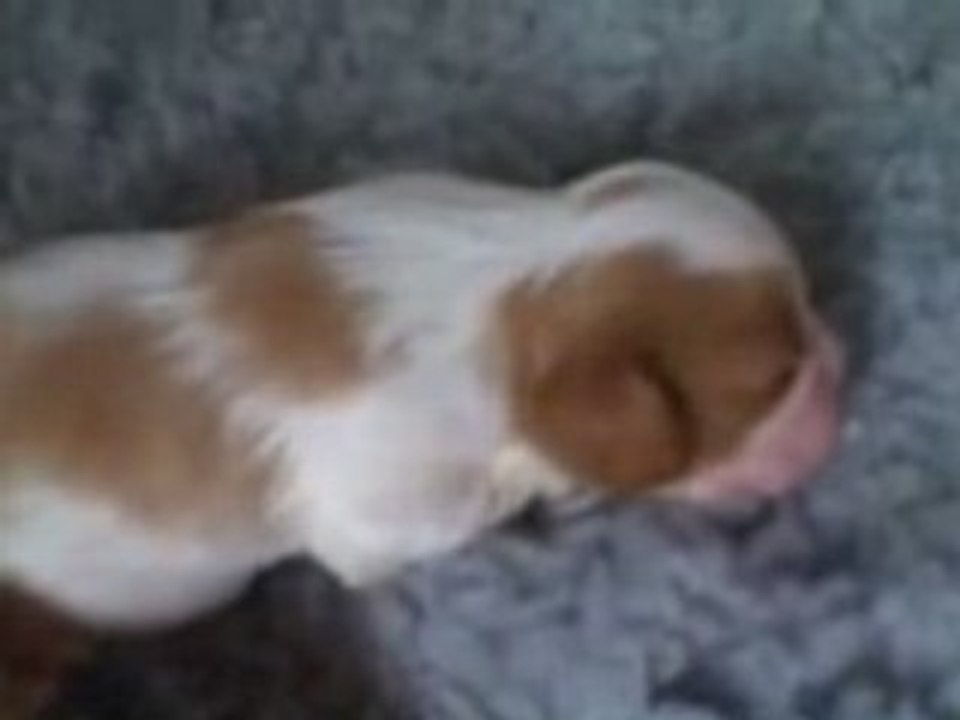 01-Pups Thurs 24th