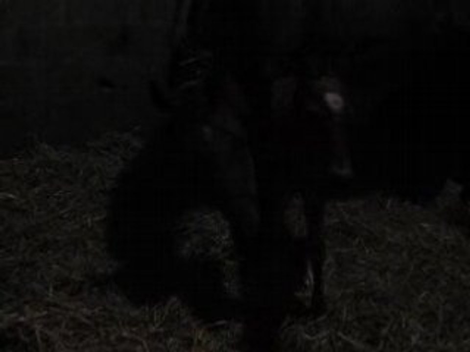 Naissance du poupou