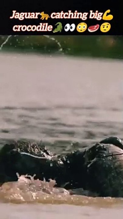 Jaguarattacks crocodile | crocodile attacks | cheetah vs crocodile | #trending #animal #wild