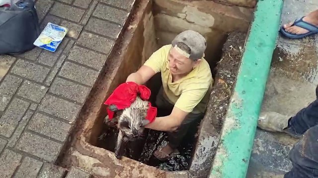 Heróis anônimos: populares resgatam gatinho que caiu em bueiro na Av. Brasil