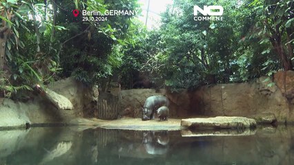 Baby pygmy hippo Toni’s underwater debut delights Berlin Zoo visitors