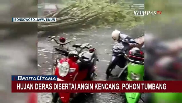 Kerusakan Akibat Pohon Tumbang saat Hujan Deras dan Angin Kencang di Bondowoso