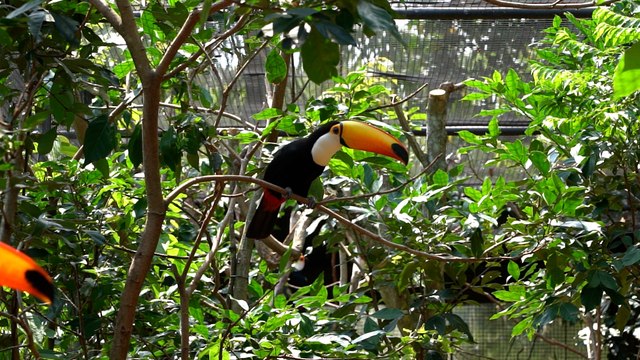 Tucanos que nasceram de ovos encontrados em sutiã de passageira estão no Parque das Aves De oito ovos, seis eclodiram, cinco sobreviveram aos 15 dias e 3 aos 60 das