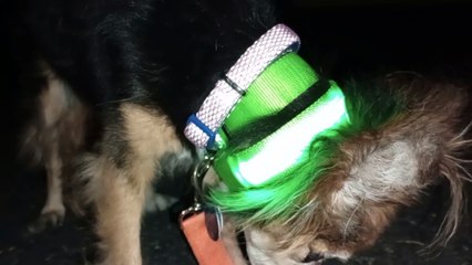 Ozzyta Villanova Paco; Double-up Ozzyta's collar but it's kinda tight. Paco was a little distant VID_20241024_201539960