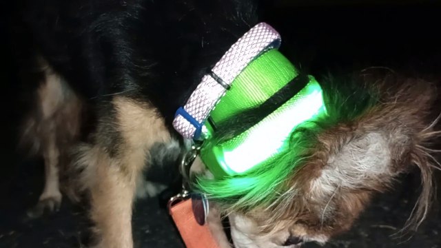 Ozzyta Villanova Paco; Double-up Ozzyta's collar but it's kinda tight. Paco was a little distant VID_20241024_201539960