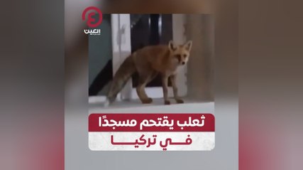 ثعلب يقتحم مسجدًا في تركيا يثير دهشة المصلين 🦊
