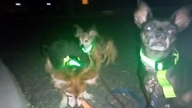 Ozzyta Villanova Paco; old camera's blurry; Walk slower Villanova never forced to hopped on 3 legs VID_20241026_200054