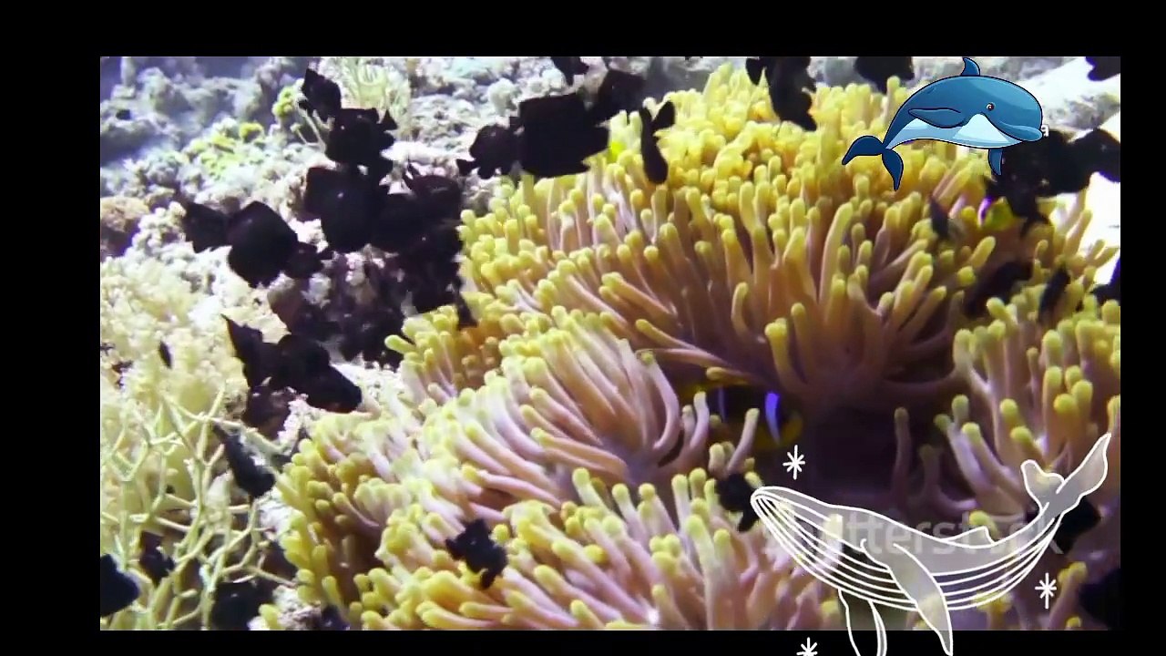 Dive into the Hidden Wonders of the Sea! 