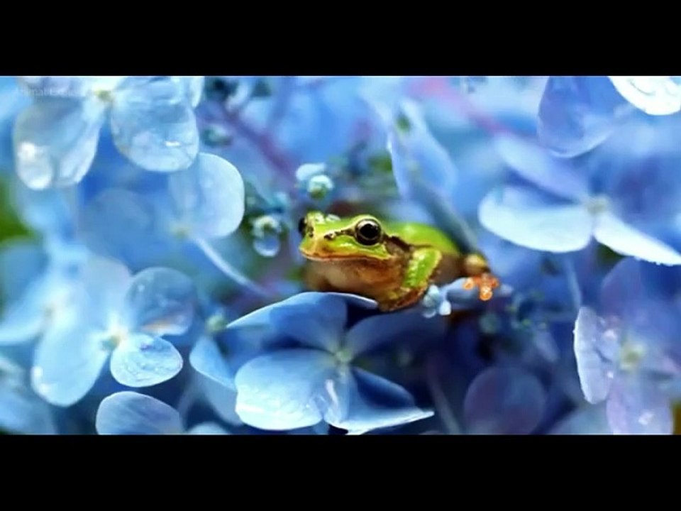 ANIMAL ADVANTURE
