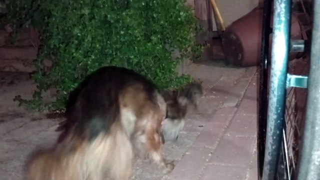 Villanova walks around pretty good. Had to remind myself that it's her front right leg that's weak VID_20241026_213213073