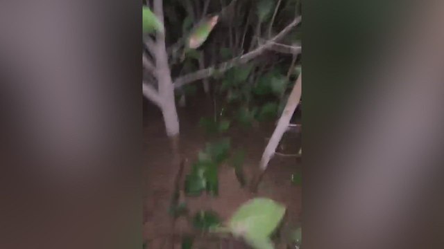 El desgarrador relato de esta persona amarrada a un matorral para que no se le lleve el agua de la DAN