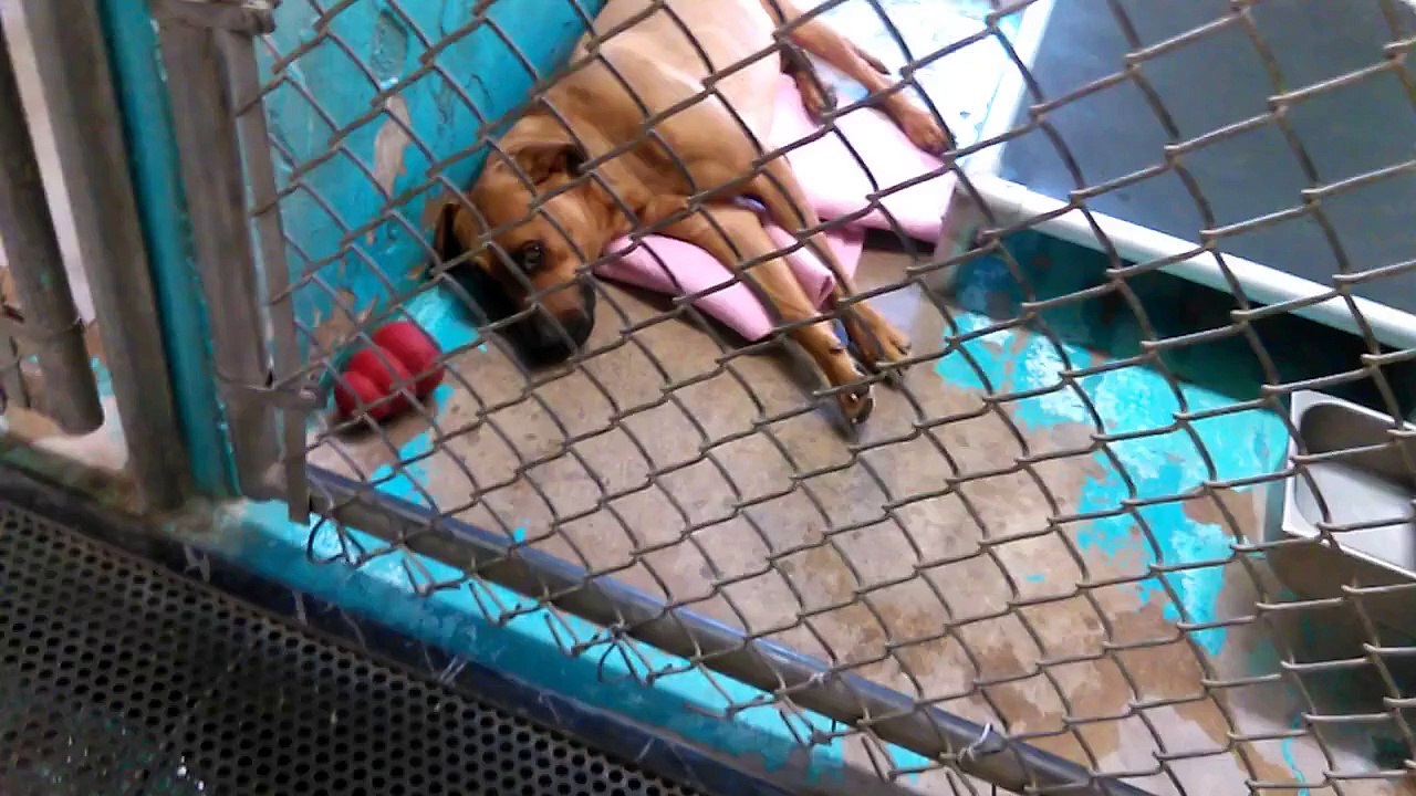 Old film❤️Perkus 1y Pet Id 844014Adopted7-3-2017 Lovely tan shepherd company HSSAZ shelter❤️6-5-2017