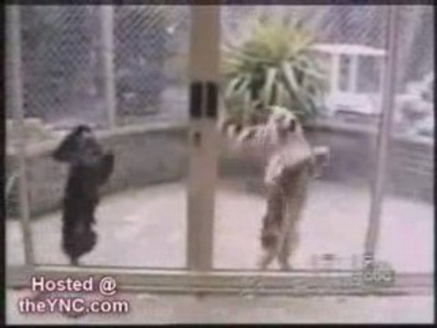 Nos amis chiens hilarants