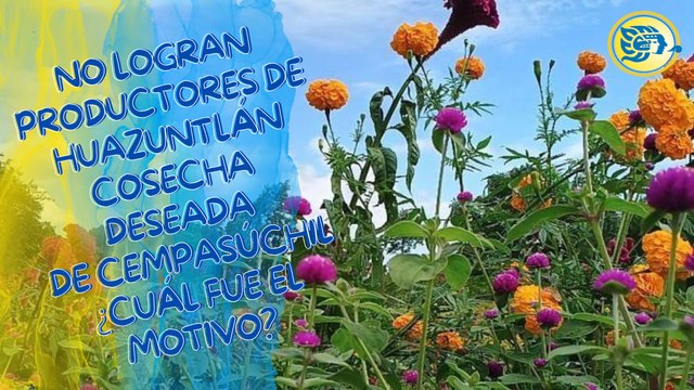 No logran productores de Huazuntlán cosecha deseada de cempasúchil ¿cuál fue el motivo?