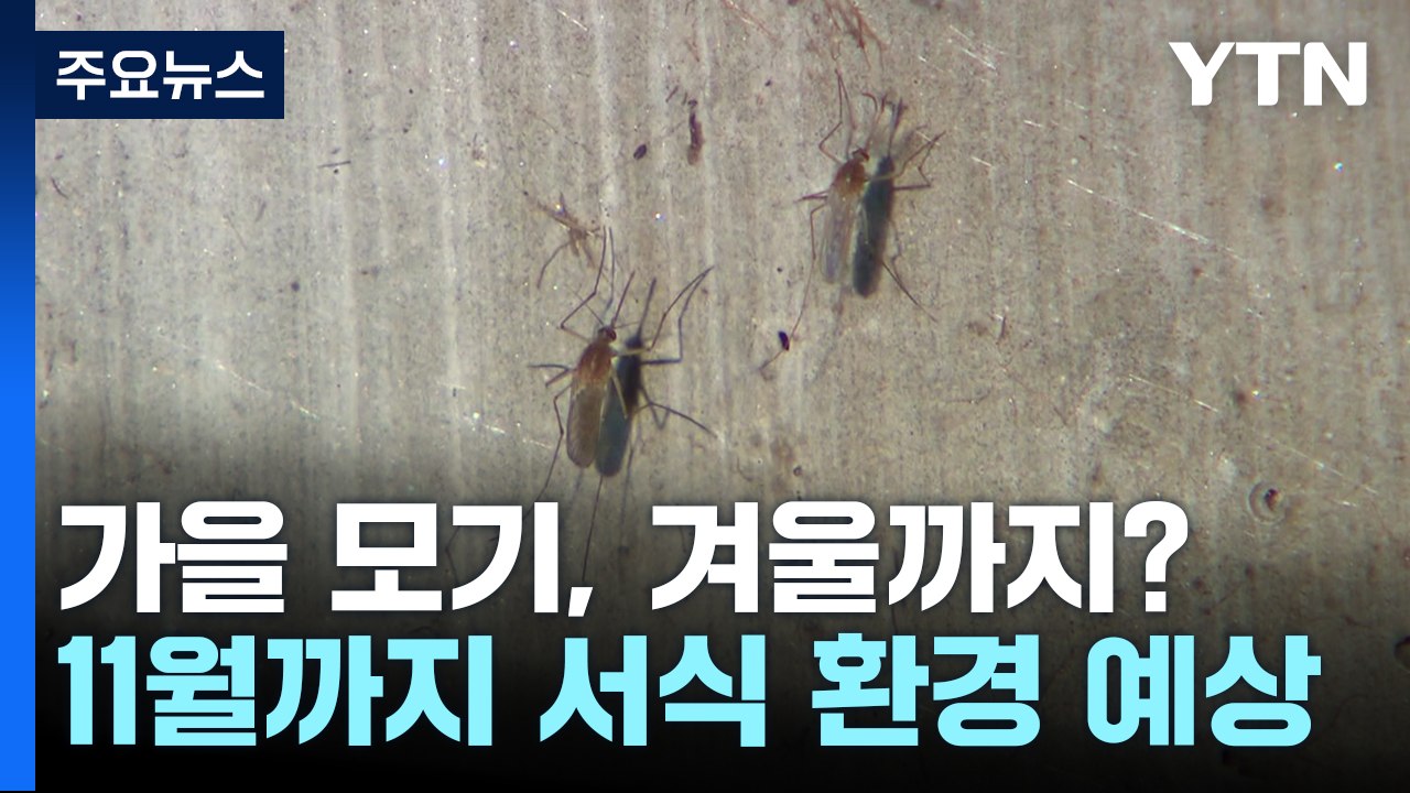 '웽웽~' 늘어나는 가을 모기...언제까지 살아있나? / YTN