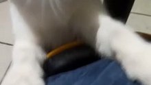 #animales #mascotas #shorts El #Gato Pernanca #amigo #peludo viene a visitarme a la #oficina