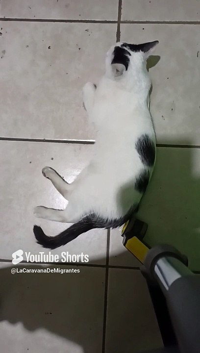 bien agusto en la oficina jugando con mi amigo el gato pernaca peludo y bonito #shorts #fauna