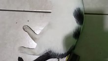 bien agusto en la oficina jugando con mi amigo el gato pernaca peludo y bonito #shorts #fauna