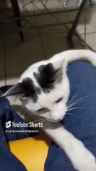 jugando con mi amigo el gato pernanca animal peludo muy bonito y travieso #shorts #fauna #oficina