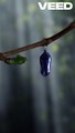 Mesmerizing Butterfly Transformation Timelapse Revealed!