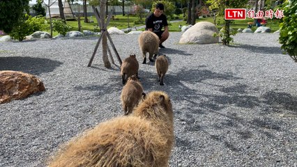 台東民眾迎颱風：水豚樂觀應對，動物主題餐旅緊急建避難所 🐾