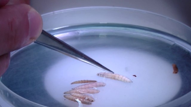 tn7-Perros son segunda clase de animales que más casos reportan de gusano barrenador-291024