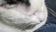 Mi Gato Pernanca Llega a la Oficina a Jugar Conmigo ¡Mi Mejor Amigo Peludo! ❤️ #Shorts