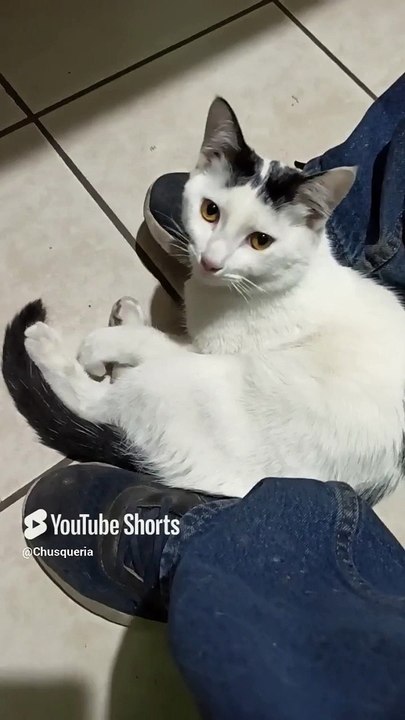 ❤️ Mi Gato Pernanca Visita la Oficina para Jugar y Pasar un Rato Juntos  ¡Amigo Peludo! #Shorts