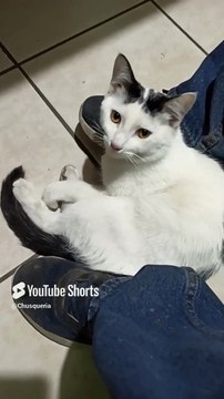 ❤️ Mi Gato Pernanca Visita la Oficina para Jugar y Pasar un Rato Juntos ¡Amigo Peludo! #Shorts