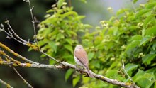 The Red Backed Shrike: Close Up HD Footage (Lanius collurio)