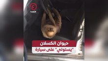 حيوان الكسلان "يستولي" على سيارة
