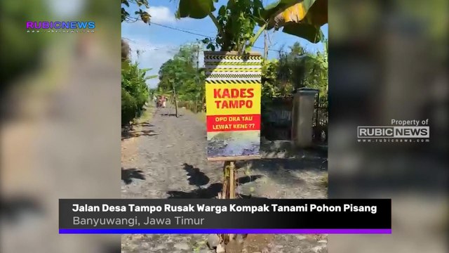 Jalan Desa Tampo Banyuwangi Rusak Warga Kompak Tanami Pohon Pisang Sepanjang 1 Kilometer, Seperti Ini Keluhan yang Disampaikan