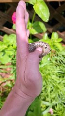 Person is relocating a large caterpillar from their garden!