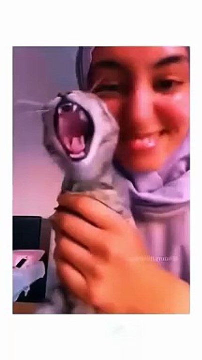 Funny animal videos #funnyanimals #pet #cat #dog #cute #animals