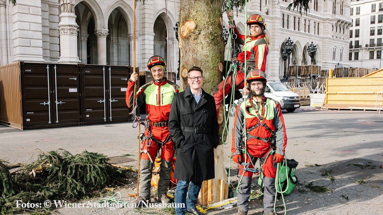 Wiener Stadtgärten macht Fichte für den Christkindlmarkt „astrein“