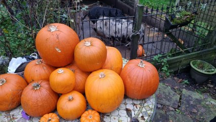 Pumpkin loving pigs waiting for your Halloween leftovers