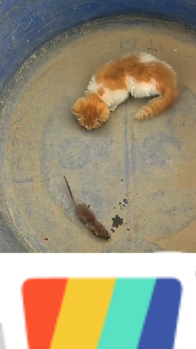 Kitten and Mouse  